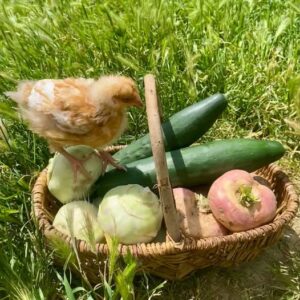 refuge_poule_goodplace